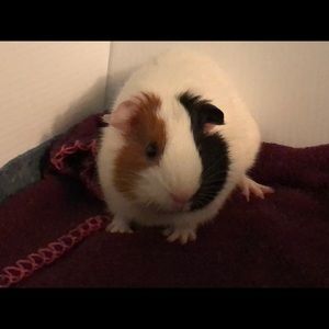 Meet your Posher, Susana